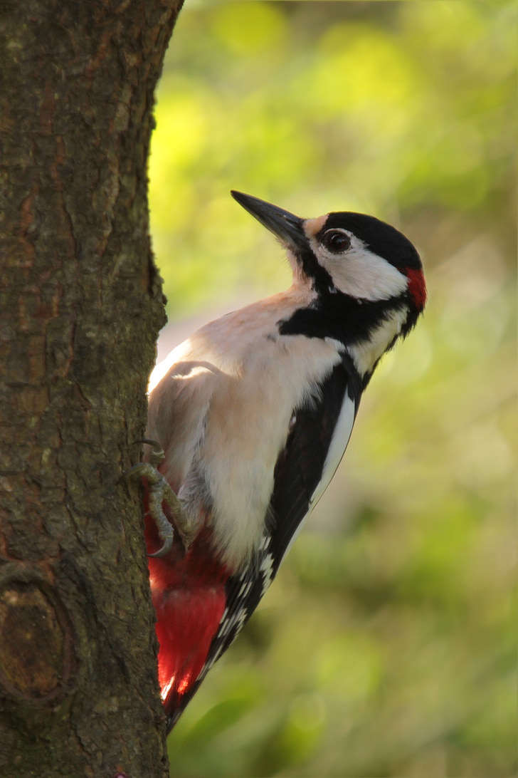 bird, great spotted woodpecker, log, garden, foraging