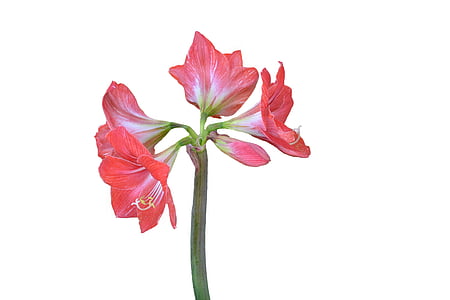 amaryllis, flower, plant, red, flowers, flora, nature