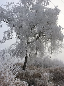 น้ำค้างแข็ง, น้ำแข็ง, ฤดูหนาว, เย็น, ฤดูหนาววิเศษ, ธรรมชาติ, ผลึกน้ำแข็ง