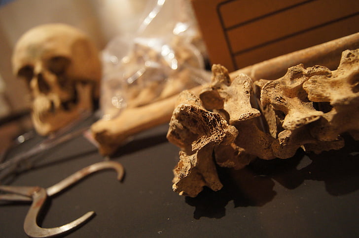 botten, schedel, dood, Museum, eng, skelet, Anatomie