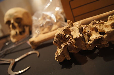 csontok, koponya, halál, Múzeum, ijesztő, csontváz, anatómia