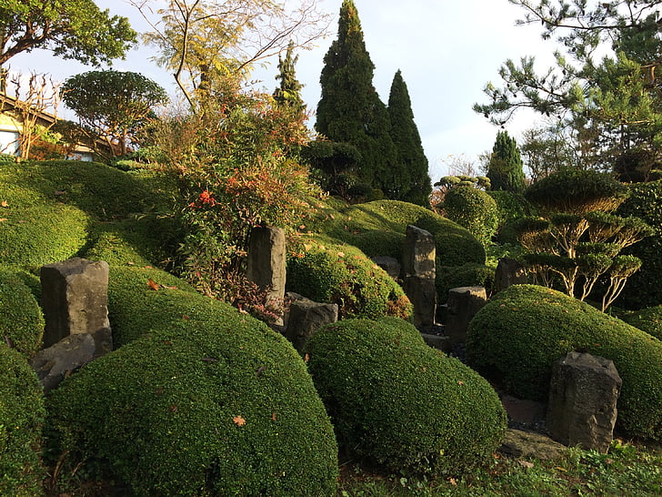 tree, taupiere, landscape, calm, garden