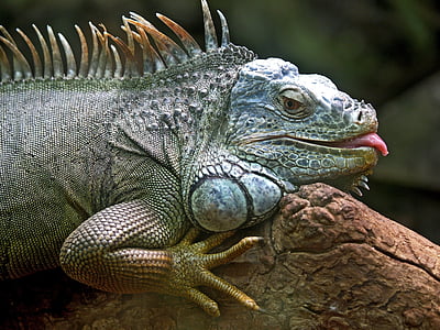 hewan, Close-up, Iguana, reptil, satwa liar