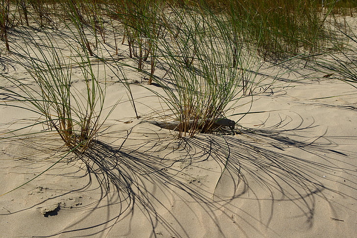 paplūdimys, smėlio, Prieskoninės žolės