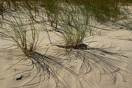 praia, areia, ervas