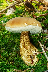 gallenröhrling, mushroom, common tylopilus, rac, bitter, uneatable, close