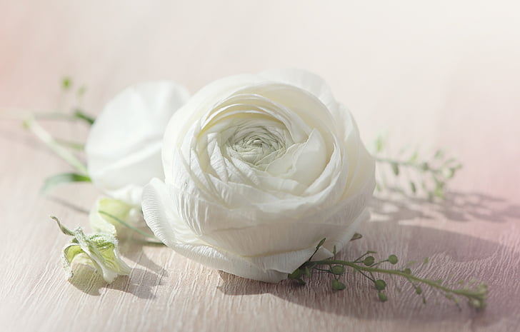 flower, ranunculus, blossom, bloom, white, white flower, spring flower
