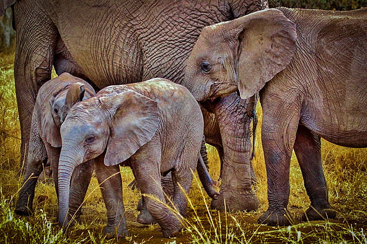 elefanter, elefant, vild elefant, djur, däggdjur, vilda djur, Tanzania