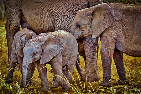 elefanter, elefant, vilde elefant, dyr, pattedyr, Wildlife, Tanzania
