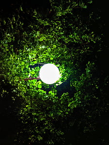 luces, árbol, Fondo madera, árboles, calle