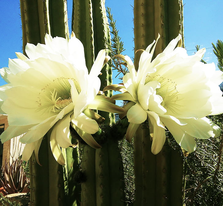 flores, jardín, naturaleza, cactus, flores de cactus
