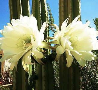 blomster, haven, natur, kaktus, Cactus blomster
