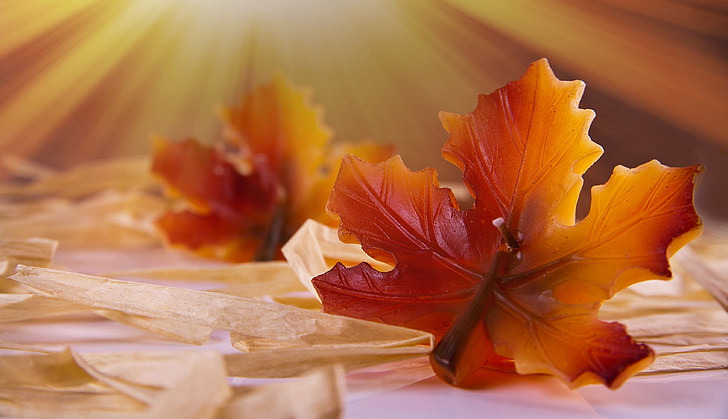 autumn leaf, candle, sun, sunlight, of course, decoration, autumn decoration