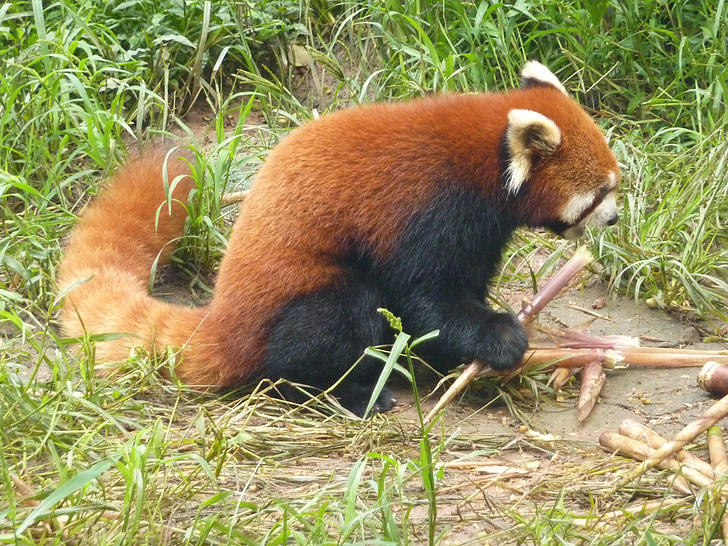 røde panda, Panda, Bjørn, Zoo, natur, pattedyr, dyrenes verden