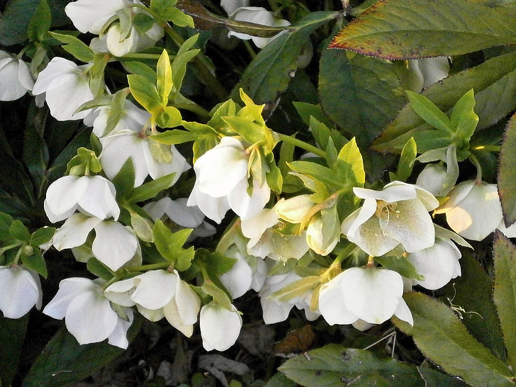 Christmas rose, białe kwiaty, wiosenne kwiaty, Ciemiernik, Ranunculaceae