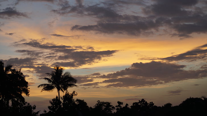 tree, cloud, sky, dark, nature, natural, weather