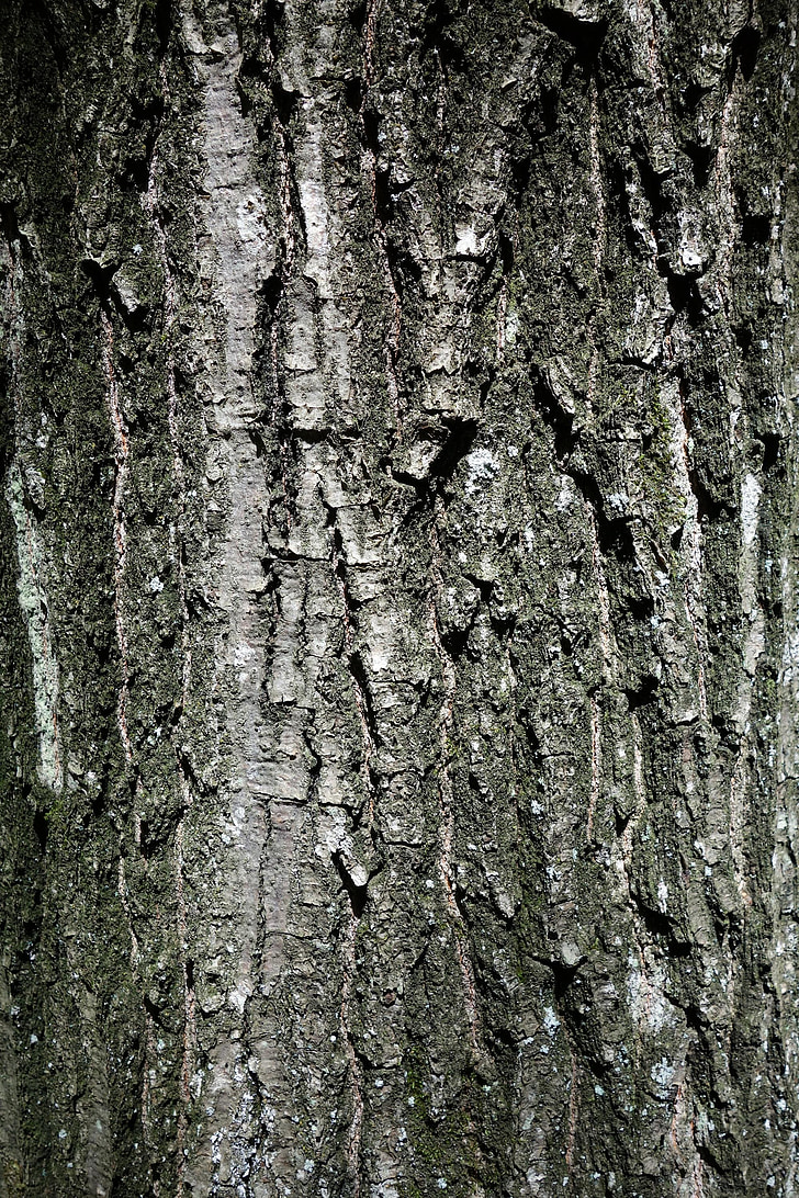 träd, bark, naturen, trunk, trä, konsistens, trädstam