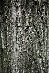 albero, corteccia, natura, tronco, legno, trama, tronco d'albero