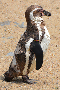pinguino, animale, pinguino di Humboldt, uccelli marini