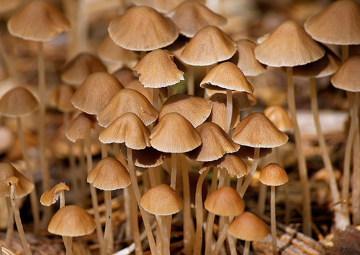 mushrooms, forest, autumn, nature, moist, morsch, wood