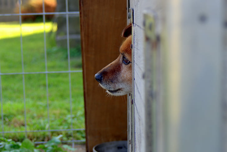 animal shelter, dog, sad, hut, longs, pet, waiting