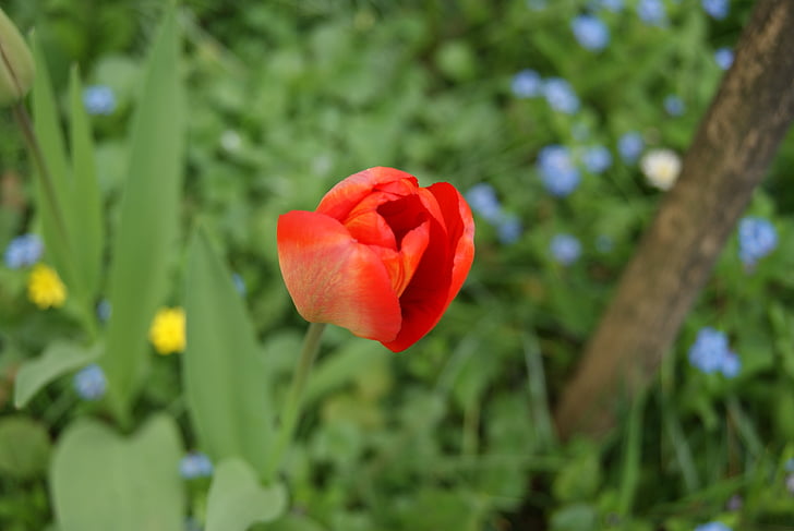 Tulip, blommor, naturen, blomma, röd, Anläggningen, kronblad