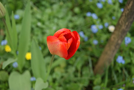 Tulip, bunga, alam, bunga, merah, tanaman, kelopak