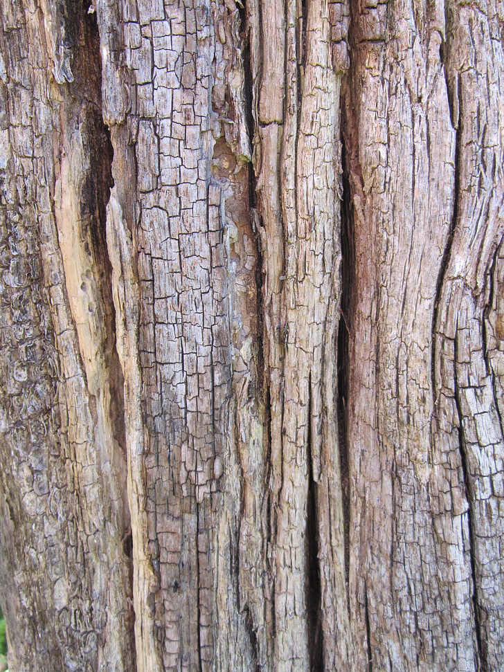 Log, bark, træ, stammen, struktur, natur