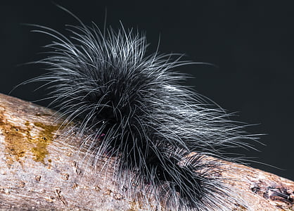 Caterpillar, rovar, tüskés, szőrös, zár, közeli kép:, természet