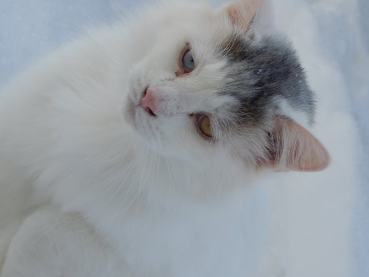 Kot, twarz kota, kocie oczy, Koci, ładny kot, śnieg, Natura