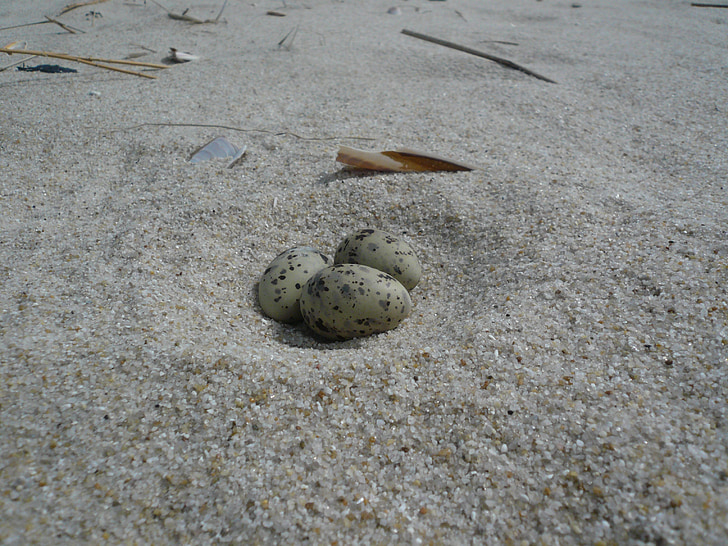 ไข่, ชายหาด, นกนางนวลแกลบ, ทะเลเหนือ, ทราย, ธรรมชาติ, ทะเล
