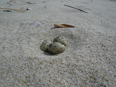 ovo, praia, Trinta-réis-, Mar do Norte, areia, natureza, mar