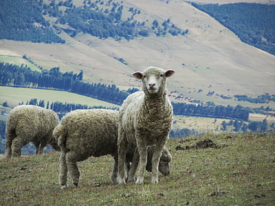 fåren, lamm, ull, betar, Hill, Schäfchen, päls