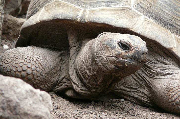turtle, tortoise, close, panzer, giant tortoise, armored, slowly