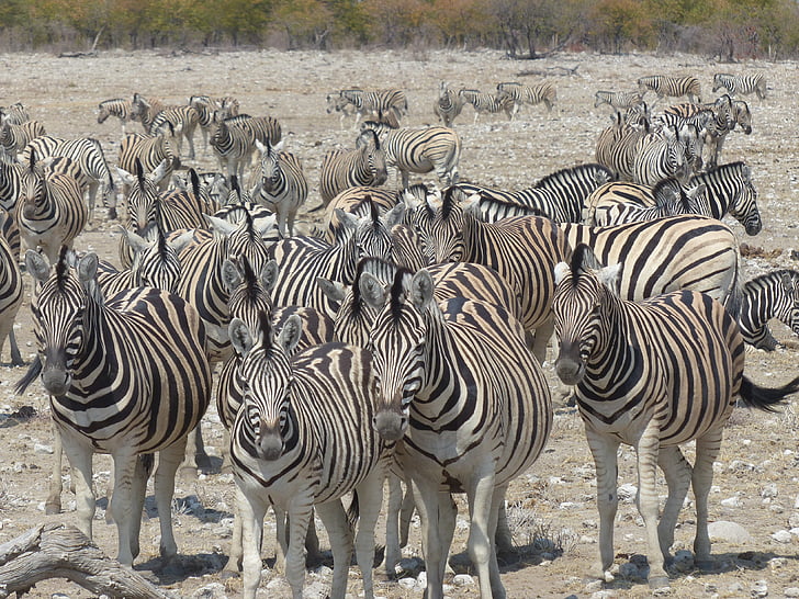 Zebras, Safari, Etoshan kansallispuisto, eläimet, parvi