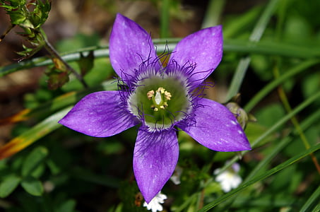 genciana, fransenenzian alemán, Gentianella germanica, Gentianella, flor, púrpura, flor