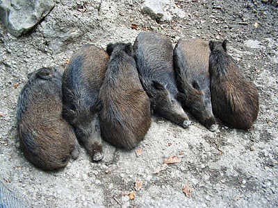 wild boar, boar, mammals, animal, wildlife, wild, zoology