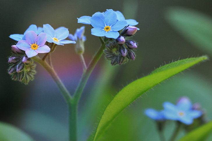 man nav aizmirsis, zieds, Bloom, puķe, zila, smailu zieds, augu