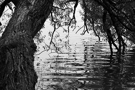 tree, black, white, water, simplicity, black and white