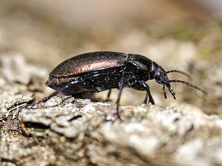 beetle, ground beetles, insect, nature, animal, wildlife, weevil