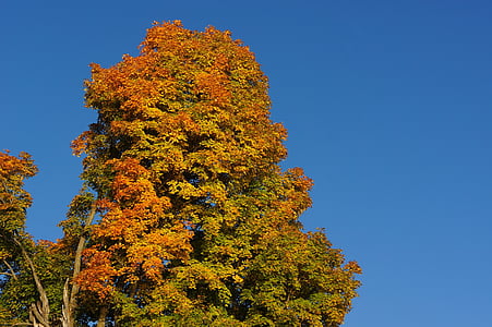 drvo, jesen, jesen, boja, narančasta, priroda, žuta
