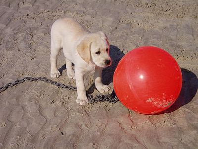 σκύλος, το κουτάβι, κόκκινο, παραλία, Μαρκαδόρος