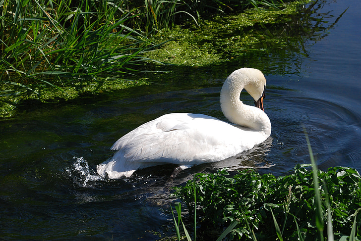 mute swan, cygnus olor, waterfowl, cob, white, plumage