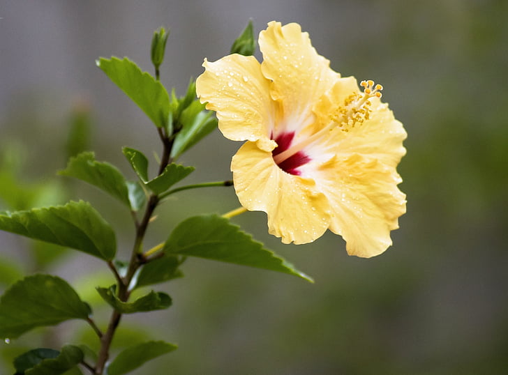 hibiscus, tropical, flower, plant, blossom, spring, yellow