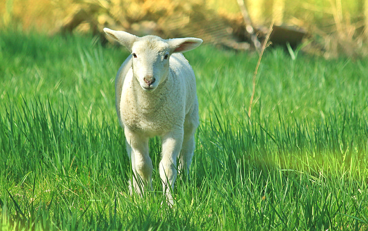 domba, domba, hewan, schäfchen, Manis, dunia hewan, Paskah