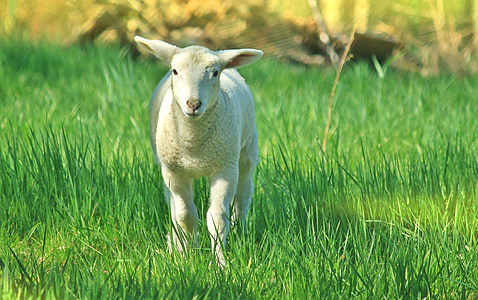 羔羊, 羊, 动物, schäfchen, 可爱, 动物世界, 逾越节的筵席