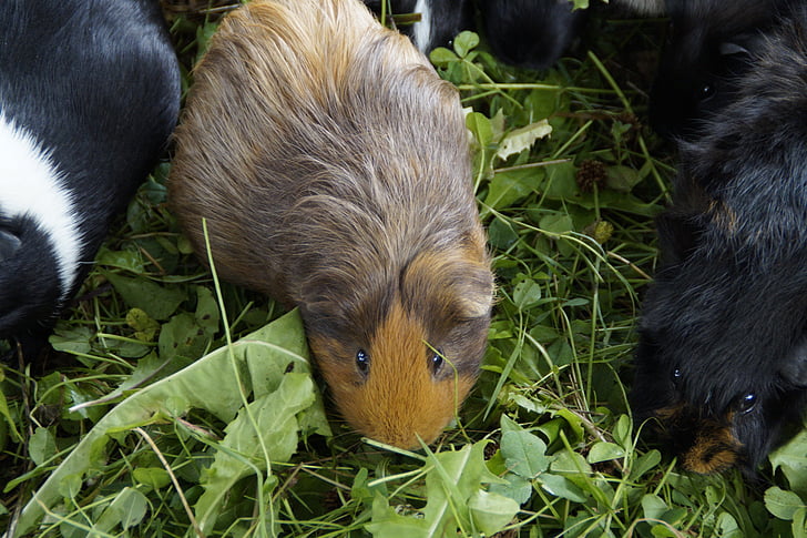 guinea pig, Dễ thương, động vật gặm nhấm, vật nuôi, động vật nhỏ, đóng, Âu yếm