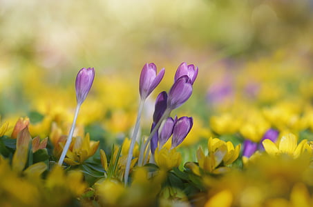 Krokus, Winterling, lila, gelb, Blume, Natur, Blüte