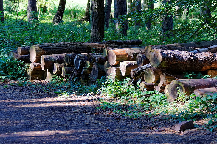 log, pohon, kayu, kayu, kayu, hutan, alam