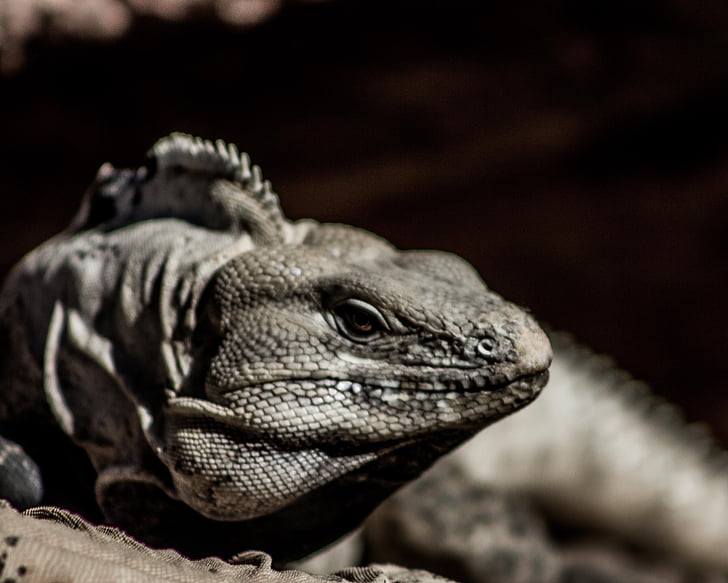 animal, iguana, reptile, lizard